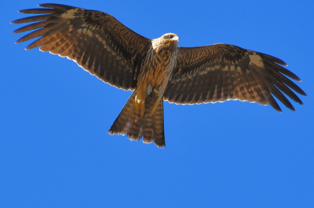 トンビは平和主義 | 富士協生農園